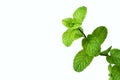 Mint leaves