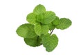 Mint leaves