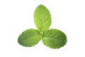 Mint leaves