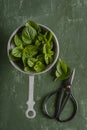 Mint leaves, freshly picked, in a metal container, close to the scissors. Top View