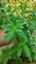 mint leaves in the garden and hand Royalty Free Stock Photo