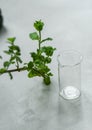 mint leaves with a glass measuring cup