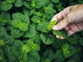 Mint leaves Green herb plant with farmer Hand Blur background