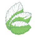Mint leaves green icon, freshness and healthy spice