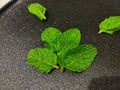 Mint leaves have many benefits