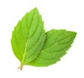 Mint leaves isolated Royalty Free Stock Photo