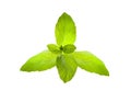 Mint leaves isolated Royalty Free Stock Photo