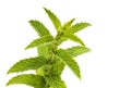 Fresh Mint Leaves Isolated Royalty Free Stock Photo