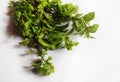 Mint leaves in isolated background. Royalty Free Stock Photo