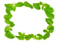 Mint leaves isolated background Royalty Free Stock Photo