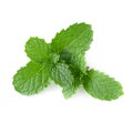 Mint leaves isolated over a white background Royalty Free Stock Photo