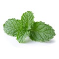 Mint leaves isolated over a white background Royalty Free Stock Photo