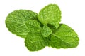 Mint leaves isolated without shadow Royalty Free Stock Photo