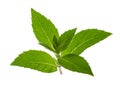 Mint leaves isolated without shadow Royalty Free Stock Photo