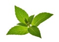 Mint leaves isolated without shadow Royalty Free Stock Photo