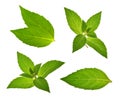 Mint leaves isolated without shadow Royalty Free Stock Photo