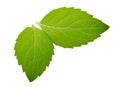 Mint leaves isolated without shadow Royalty Free Stock Photo