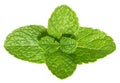 Mint leaves isolated without shadow Royalty Free Stock Photo