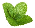 Mint leaves isolated without shadow Royalty Free Stock Photo