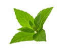 Mint leaves isolated without shadow Royalty Free Stock Photo