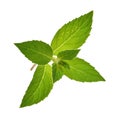 Mint leaves isolated without shadow Royalty Free Stock Photo