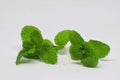 Mint leaves isolated on whit ebackground Royalty Free Stock Photo