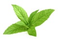 Mint leaves isolated Royalty Free Stock Photo