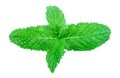 Mint leaves isolated on white background Royalty Free Stock Photo