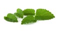 Mint leaves isolated on white background. Fresh green plant for drinks and spices. Royalty Free Stock Photo