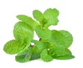 Mint leaves isolated on white background