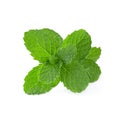 Mint leaves isolated over a white background Royalty Free Stock Photo