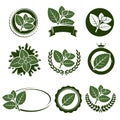 Mint leaves label set. Vector