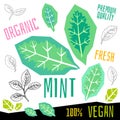 Mint leaves leaf icon label fresh organic vegetable, vegetables nuts herbs spice condiment color graphic design vegan food.