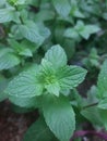 Mint leaves look bright and nice