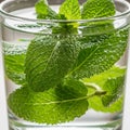 Mint leaves (Mentha) in a clear glass of water with visible bubbles adhere to the leaves\' surfaces, Royalty Free Stock Photo