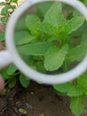 Mint Leaves Observed Under Magnifying Glass