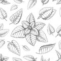 Mint leaves pattern. Seamless print with hand drawn peppermint. Spearmint foliage engraving background. Botanical
