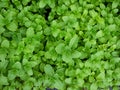 Mint leaves peppermint leaves of mint Royalty Free Stock Photo