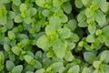 Mint leaves, peppermint leaves of mint on green background, Closeup of fresh mints leaves texture or abstract background, Green Royalty Free Stock Photo