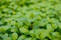 Mint leaves, peppermint leaves of mint on green background, Closeup of fresh mints leaves texture or abstract background, Green Royalty Free Stock Photo