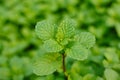 Mint leaves, peppermint leaves of mint on green background, Closeup of fresh mints leaves texture or abstract background, Green Royalty Free Stock Photo