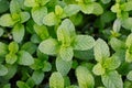 Mint leaves, peppermint leaves of mint on green background, Closeup of fresh mints leaves texture or abstract background, Green Royalty Free Stock Photo