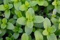 Mint leaves, peppermint leaves of mint on green background, Closeup of fresh mints leaves texture or abstract background, Green Royalty Free Stock Photo