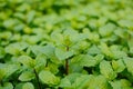 Mint leaves, peppermint leaves of mint on green background, Closeup of fresh mints leaves texture or abstract background, Green Royalty Free Stock Photo