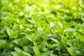 Mint leaves, peppermint leaves of mint on green background, Closeup of fresh mints leaves texture or abstract background, Green f Royalty Free Stock Photo