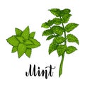 Mint. Mint leaves, mint plant. Botanical drawing. Isolated color vector on white background. Hand drawn illustration Royalty Free Stock Photo