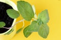 Mint leaves. Plant in pot on the yellow windowsill. The process of growing spices at home. Selective focus Royalty Free Stock Photo