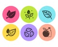 Mint leaves, Plants watering and Leaf dew icons set. Leaf, Leaves and Apple signs. Mentha herbal, Water drop. Vector