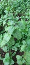 Mint leaves after rain Royalty Free Stock Photo