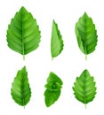 Mint leaves realistic. Closeup spearmint nature herbs fresh smell vector green pictures